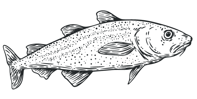 A line drawing of a cod