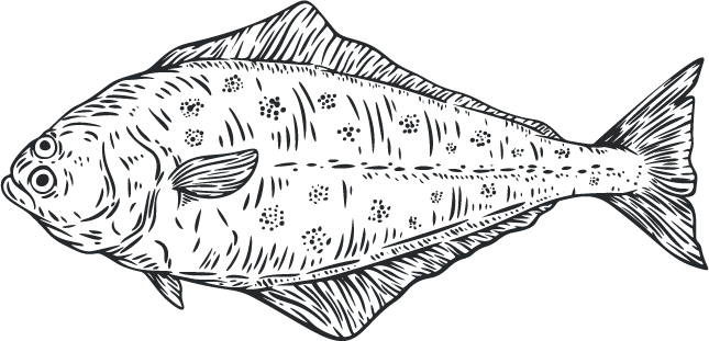 A line drawing of a halibut